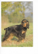 Chien chiens d'occasion  Expédié en Belgium