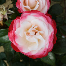 Rose nostalgia 3l for sale  PETERBOROUGH