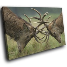 A511 stag deer for sale  STRABANE