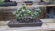 Cotoneaster bonsai raft for sale  EASTLEIGH
