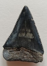 Huge 6.2cm s.c. usato  Due Carrare