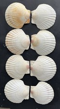 Natural seashells scallop for sale  Rock Hill