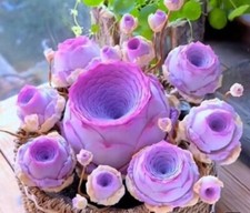 100 succulent seeds for sale  Katy