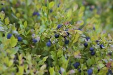 Waldheidelbeeren vaccinium myr gebraucht kaufen  Soest