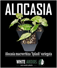 Alocasia macrorrhiza splash gebraucht kaufen  Suhl