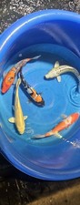 Imported live koi for sale  Denville