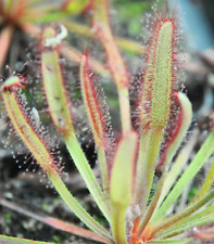 Drosera capensis plante d'occasion  Agde