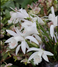 Pleione grandiflora white for sale  STANLEY