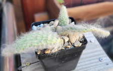 Cotton coral cactus for sale  Dallas