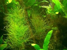 Wasserpflanzen neuseelandgras  gebraucht kaufen  Nünchritz