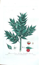 Antique botanical print for sale Antique botanical print for sale  SHREWSBURY