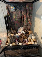 Vivarium reptile for sale  ATHERSTONE