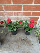 rose miniatures for sale rose miniatures for sale SOUTHAMPTON