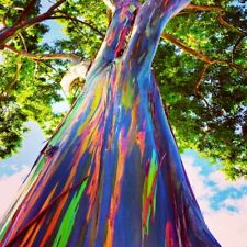 Rainbow eucalyptus deglupta for sale  Lincolnton