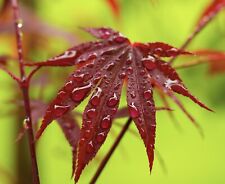 Acer palmatum fire usato  Napoli