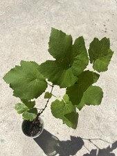Grape plant cutting for sale  Hacienda Heights