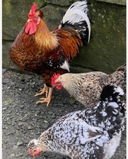 Swedish flower chicken for sale  AMMANFORD