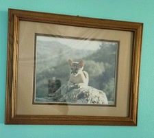 Mountain lion puma for sale  Topeka