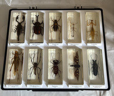 Trays national geographic for sale  NORWICH