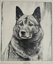 Norwegian elkhound print for sale  LISKEARD