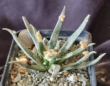 Ariocarpus agavoides sanluisen usato Ariocarpus agavoides sanluisen usato  Baranzate