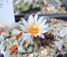 Turbinicarpus dickisoniae seed usato  Italia