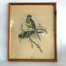 Gould bird print for sale  Mesa