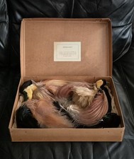 Antique feather fastenators for sale  GLASGOW