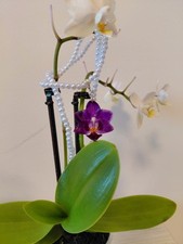 Collana orchidea vera usato  Roma