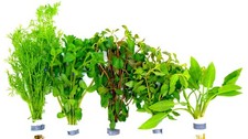 Wasserpflanzen set aquarium gebraucht kaufen  Eitelborn, Arzbach, Simmern