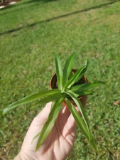 Solid green spider for sale  Palm Bay