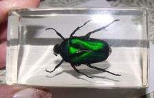 Taxidermy bugs insect for sale  FAREHAM