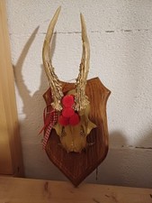 Geweih schwarzwalddeko schwarz gebraucht kaufen  Wyhl