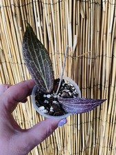 Rare hoya blashernaezii for sale  Tampa