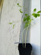Live plant moringa for sale  Pinellas Park