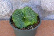 Rare platycerium madagascarien for sale  Roseburg