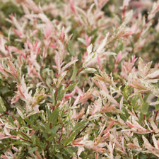 Japanese dappled willow for sale  Cleveland