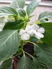 Impatiens goutte sang d'occasion  Vendôme