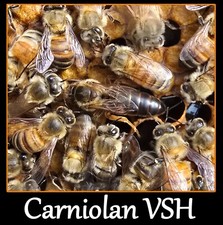 Live carniolan queen for sale  Fort Lauderdale
