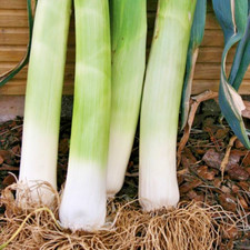 Leek plug plant for sale  CAMBORNE