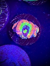Micromussa acan wysiwyg for sale  Breckenridge