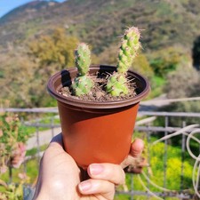 Piante vaso øcm usato  Barcellona Pozzo di Gotto