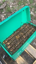 Summer bee nuc for sale  NUNEATON