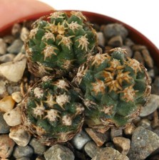 pediocactus usato pediocactus usato Napoli