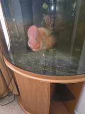 Gallon corner bowfront for sale  Jonesboro