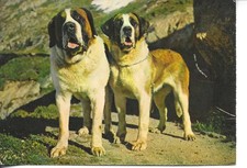 Two dogs of Saaint Bernard Hospice " Modern French  photo postcard 1970s comprar usado  Enviando para Brazil