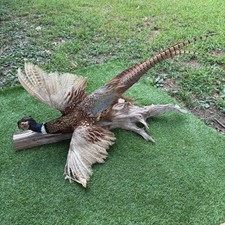 Taxidermy pheasant ringneck for sale  Broken Arrow