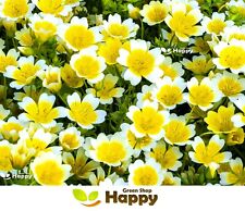 Poached egg plant for sale  DONCASTER