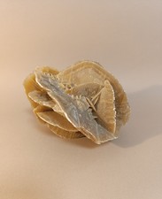 Taxidermy cabinet curiosites usato Taxidermy cabinet curiosites usato  Roma