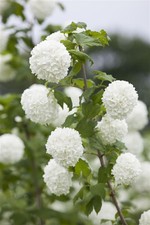 Viburnum pulus gewöhnlicher gebraucht kaufen  Westerstede